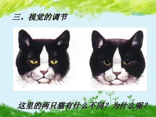 眼和视觉PPT精品课件