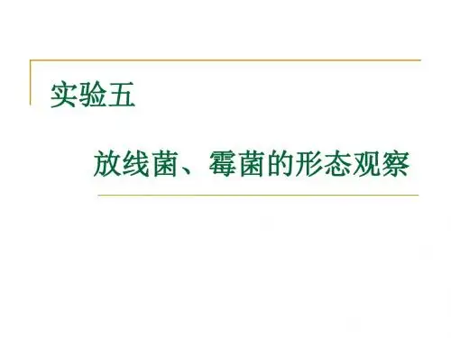 实验五放线菌、霉菌的形态观察