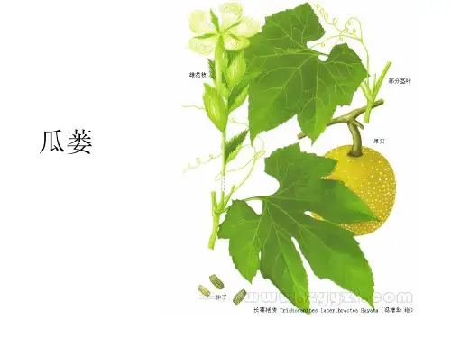 瓜蒌图片