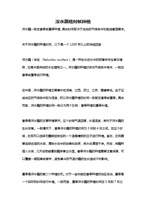 深水藕啥时候种植