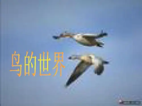 世界鸟类之最-PPT精选文档