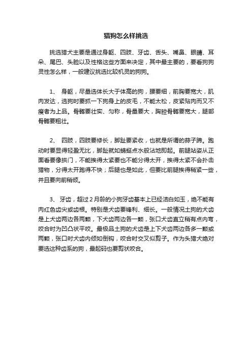 猎狗怎么样挑选