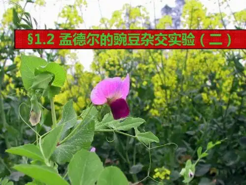 孟德尔的豌豆杂交实验(二)
