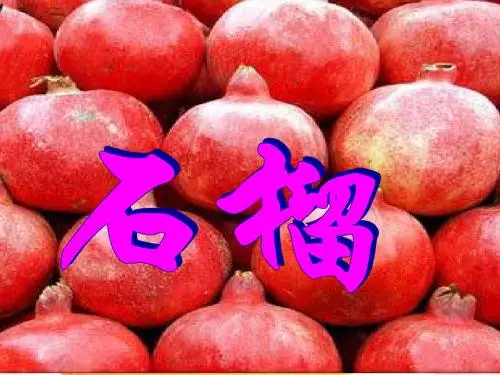 苏教版三年级上册《石榴1》PPT课件