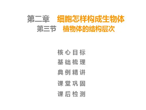 植物体的结构层次(人教版生物)