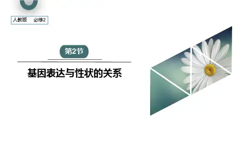 生物人教版(2019)必修2 4.2基因表达与性状的关系(共25张ppt)