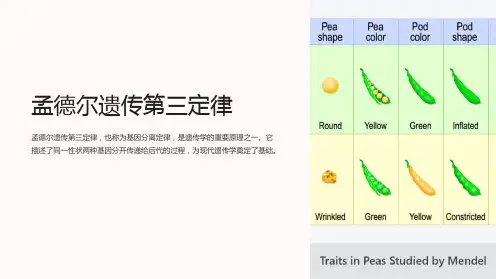 孟德尔遗传第三定律