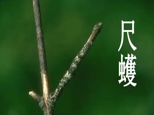 苏教版五年级上册变色龙课件