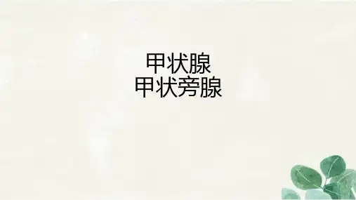 内分泌-甲状腺甲状旁腺