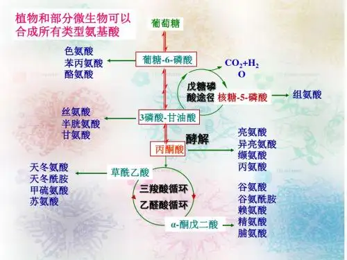 氨基酸及其重要衍生物的
