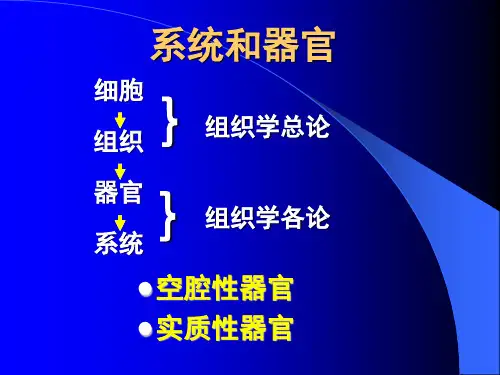 医学组织胚胎学课件 循环系统