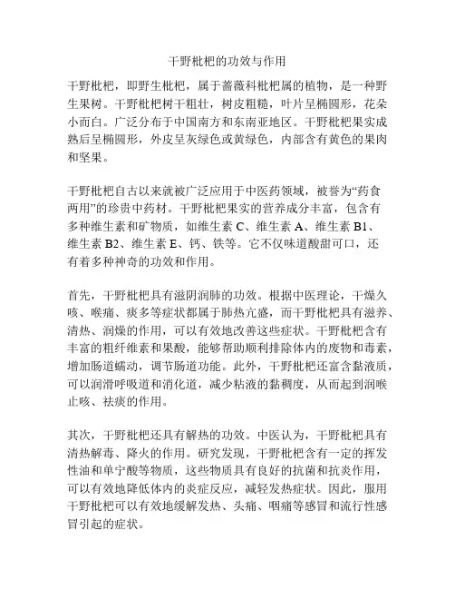 干野枇杷的功效与作用