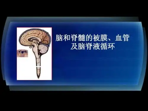 大学精品课件：脑和脊髓的被膜、脑脊液和血管