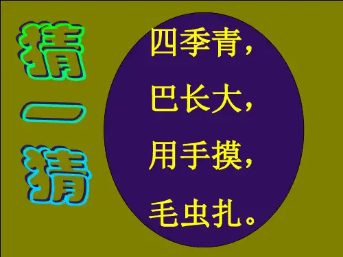 仙人掌ppt课件