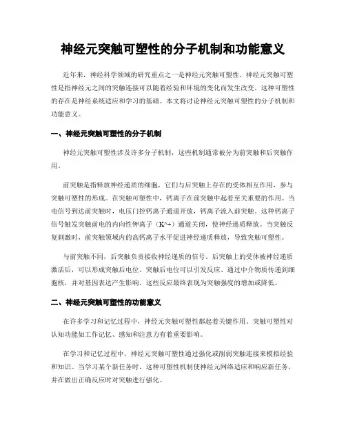神经元突触可塑性的分子机制和功能意义