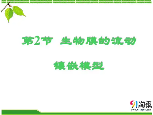 课件4：4.2 生物膜的流动镶嵌模型