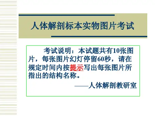 系统解剖学06-1-61学时实验课件课件