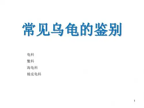 常见乌龟的鉴别ppt课件