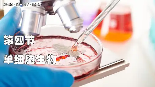 单细胞生物ppt课件