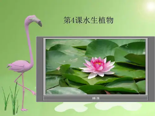 部编版三年级上册科学课件-观察水生植物 教科版ppt上课用