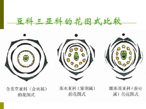 第十七章 蔷薇目(豆目)苏木科