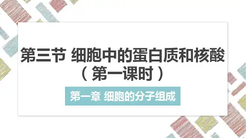 1.3细胞中的蛋白质和核酸(第一课时)2024--2025学年高二上学期生物学苏教版2019必修一