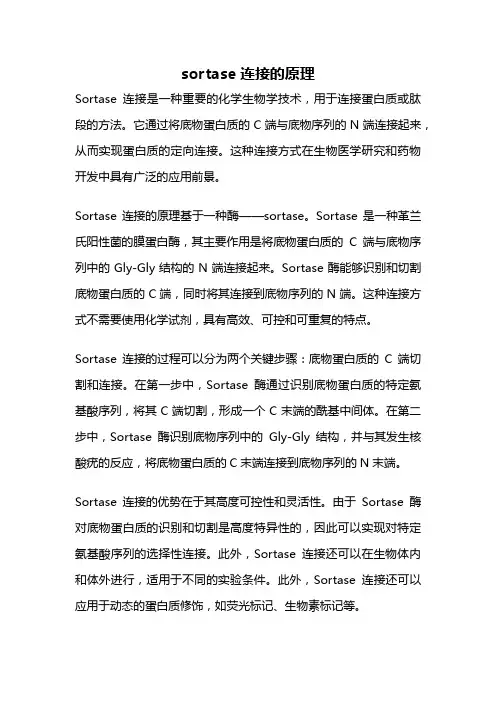 sortase连接的原理