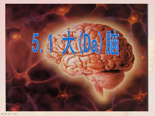 五年级科学《大脑》