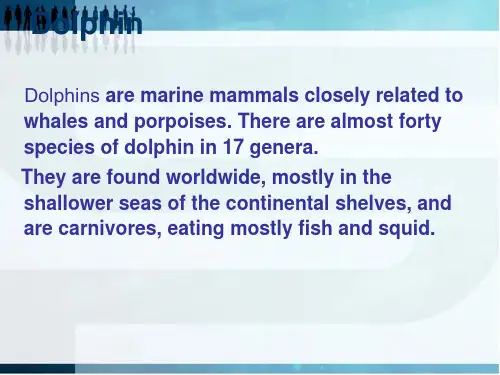 英语阅读海豚dolphins课件PPT精品文档29页