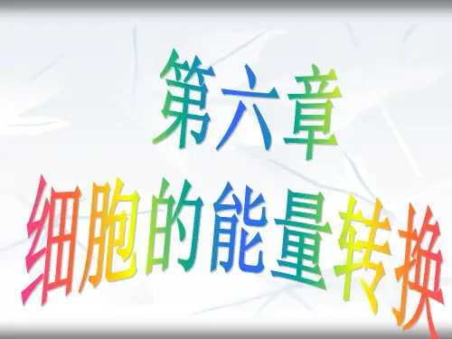 细胞的能量转换