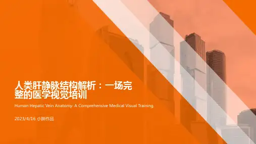 人类肝静脉结构讲解