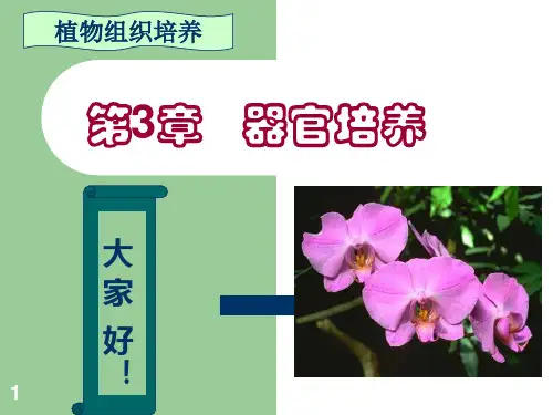 器官培养 器官培养概述