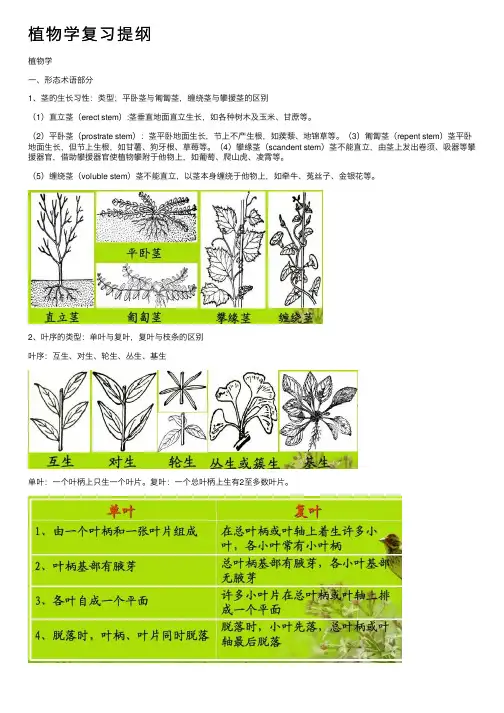 植物学复习提纲
