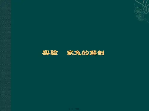动物学实验家兔的解剖