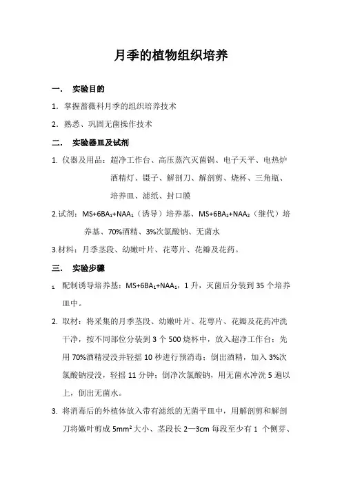 月季的植物组织培养