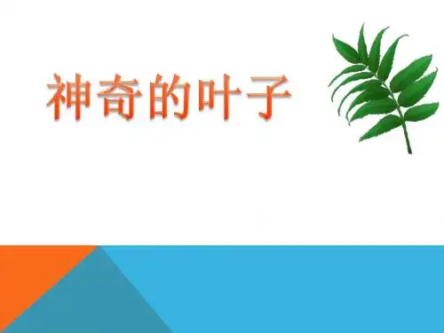《神奇的叶子》植物生活的秘密PPT课件 (共30张PPT)