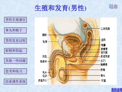 【生物课件】生殖与发育(男性部分)