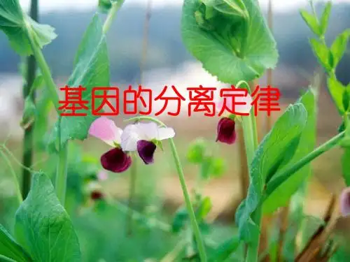 基因的分离定律