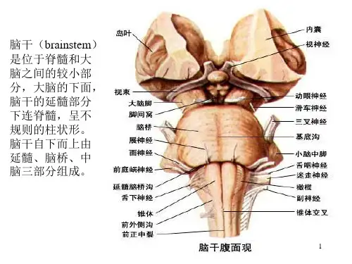 脑干综合征PPT课件