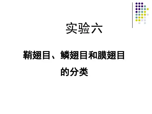 鞘翅目、鳞翅目、膜翅目分类