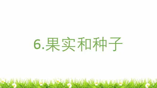 最新教科版科学四年级下册《果实和种子》精品课件