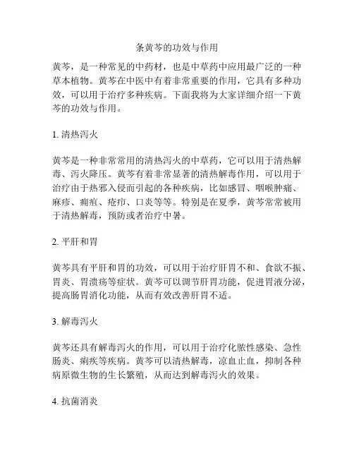 条黄芩的功效与作用
