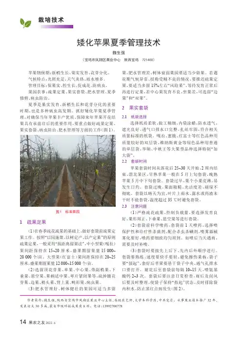 矮化苹果夏季管理技术