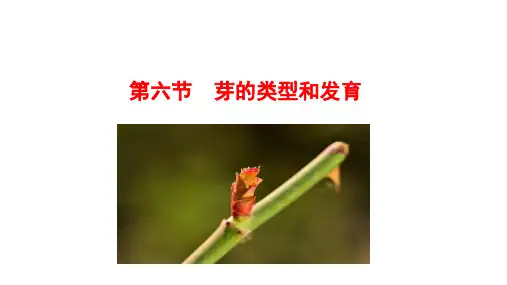 4.1.6  芽的类型和发育 课件 (共26张PPT) 2024-2025学年生物济南版八年级上册