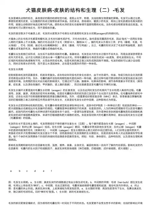 犬猫皮肤病-皮肤的结构和生理（二）-毛发
