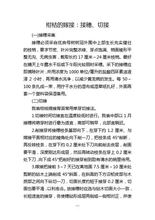 柑桔的嫁接：接穗、切接