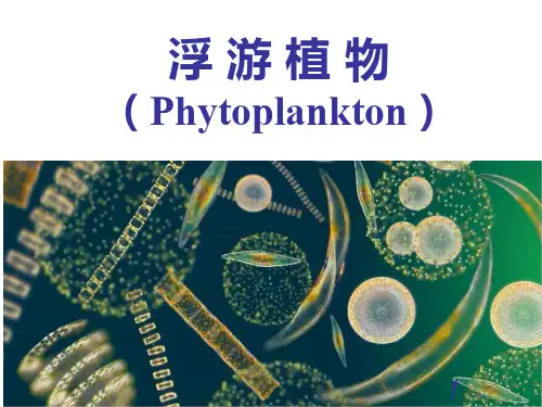 浮游植物PPT课件