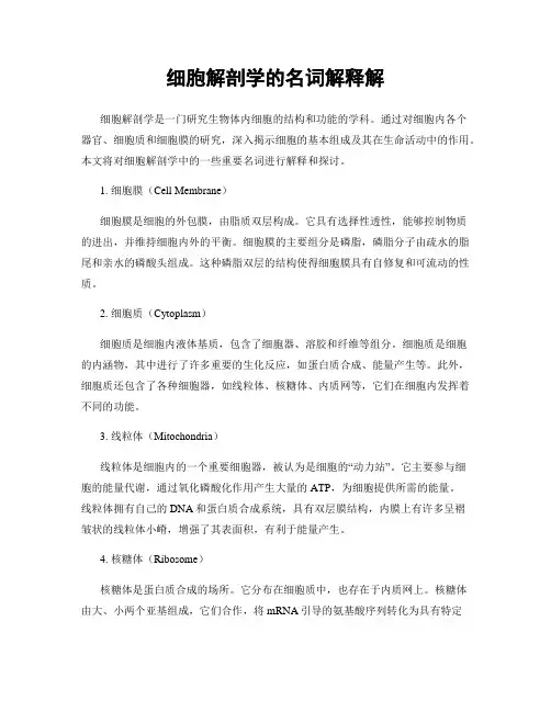 细胞解剖学的名词解释解
