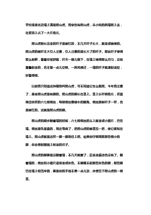 四年级爬山虎的脚课文原文