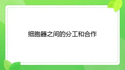 细胞器之间的分工合作课件(共21张PPT)人教版必修1